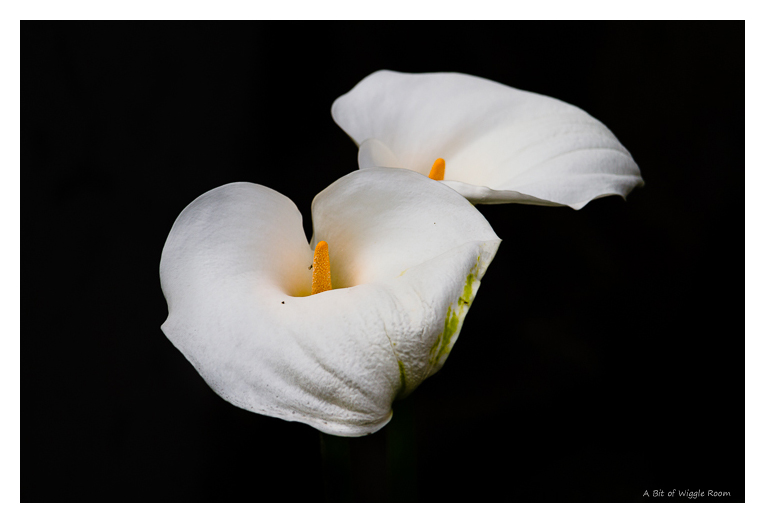 White Calla Lillie - another message